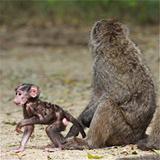 Ethiopia - Mago National Park - Babbuini - 12